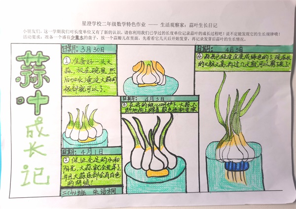 大蒜叶的生长过程图片
